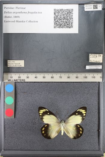 Media type: image;   Entomology 140086
